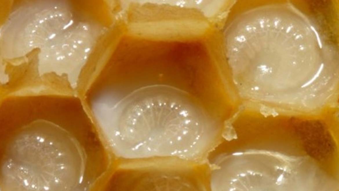 Royal Jelly in Brood Cells